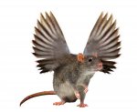 Rat-Wings.jpg